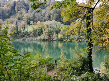 Scenic view of lake in forest