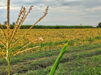 Scenic view of wheat field against sky