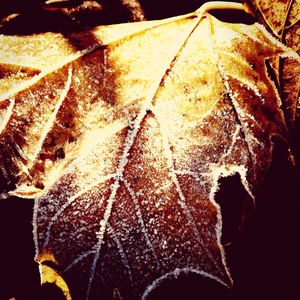 Close-up of leaf