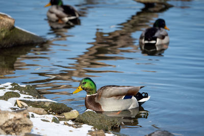 Duck swimming on lake