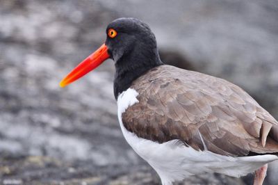 Close-up of bird perching on a land