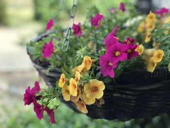 Close-up of pink flowering plant
