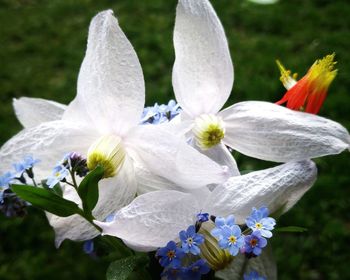 Close-up of white flowers blooming outdoors