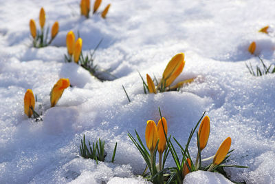 Scenic view of snow covered field