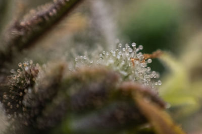 Close-up of wet plants during winter