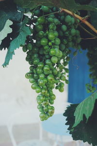 Close-up of grapes growing in vineyard