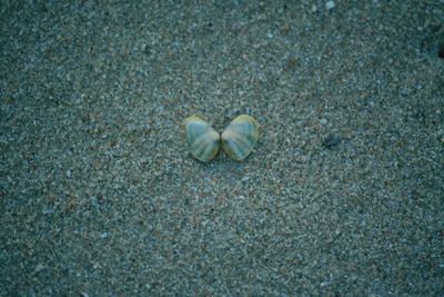 High angle view of shells on sand