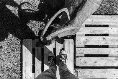 Low section of person standing by ziege on boardwalk