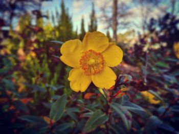 Close-up of yellow flowering plant