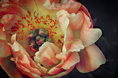 Close-up of rose bouquet