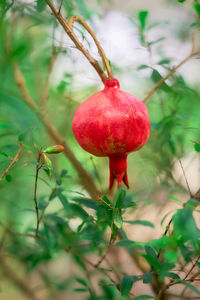 Close-up of red berries growing on tree