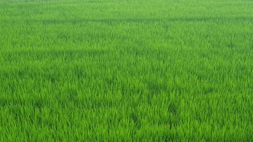 Full frame shot of rice field