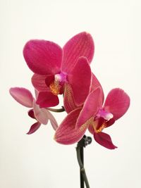 Close-up of pink orchid flowers