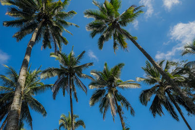 Low angle view of palm trees against sky