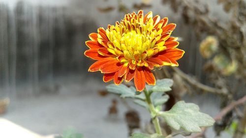 Close-up of yellow flower blooming outdoors