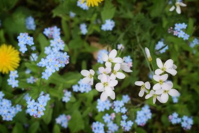 Close-up of white flowering plants