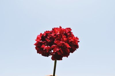 Low angle view of red flowering plant against sky