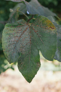 Close-up of autumn leaf