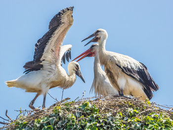 Low angle view of birds perching on tree against clear sky