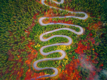 High angle view of multi colored plants on road