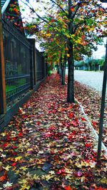 Autumn leaves on tree