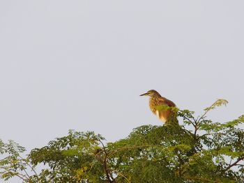 Bird perching on a tree