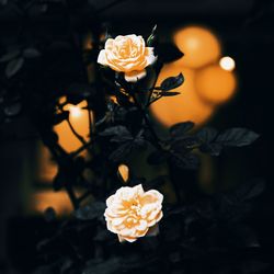 Close-up of white rose