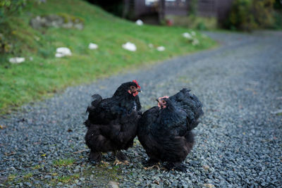 Black rooster on grass