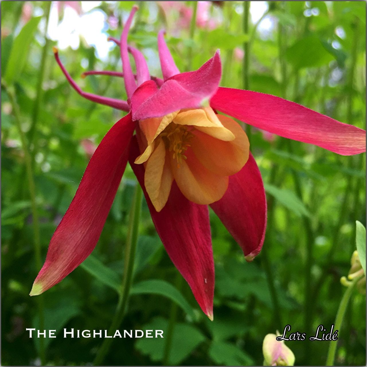 flower, focus on foreground, freshness, petal, growth, fragility, close-up, flower head, red, beauty in nature, blooming, nature, pink color, park - man made space, day, plant, selective focus, outdoors, blossom, no people