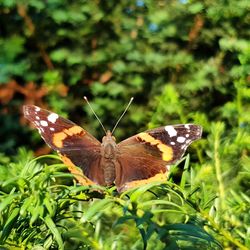 Close-up of butterfly pollinating flower