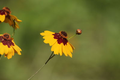 Close-up of flowers growing outdoors