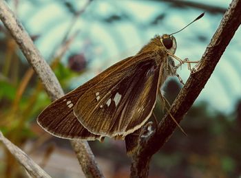 Close-up of butterfly on plant