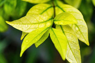 Close-up of wet plant leaves