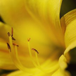 Macro shot of yellow flower