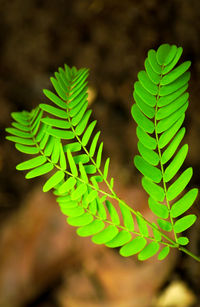 Close-up of green leaf