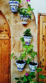 Potted plants against wall and building