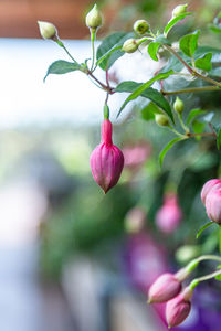 Close-up of pink flowering plant