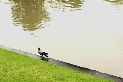 High angle view of bird on lakeshore