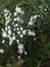 Close-up of white daisy flowers blooming in field