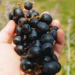 Close-up of hand holding berries