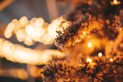 Close-up of illuminated plant