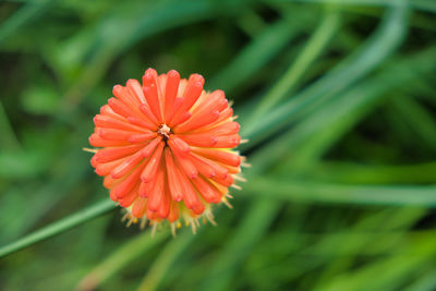 Close-up of red flower