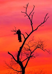 Silhouette of person standing by bare tree against orange sky