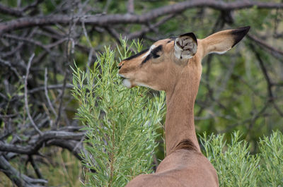 Giraffe in forest