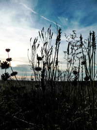 Silhouette plants against sky