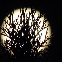 Low angle view of silhouette tree against sky