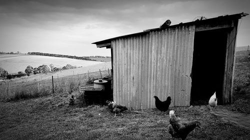 Hens in front of an old shed