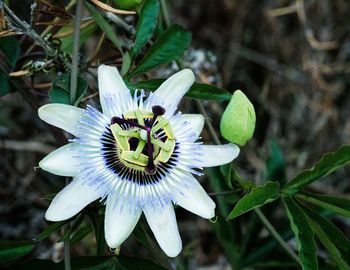 Close-up of passion flower blooming outdoors