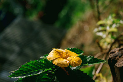 nature