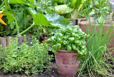 Basil potted in a vegetable garden with chives and oregano, 